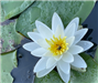 Water lily