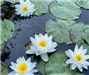 Water lilies