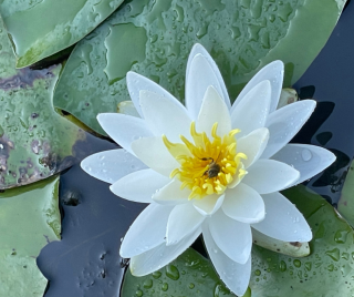 Water lily