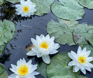Water lilies